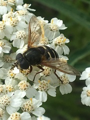Sericomyia