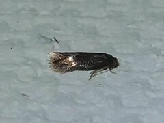 Stigmella quercipulchella