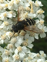 Sericomyia