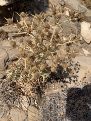Eryngium creticum