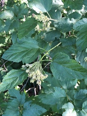 Physocarpus intermedius