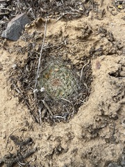 Mammillaria brandegeei