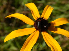 Nemognatha nemorensis