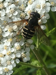 Sericomyia