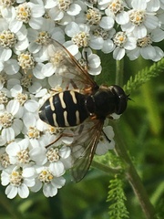 Sericomyia
