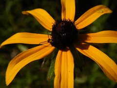 Nemognatha nemorensis