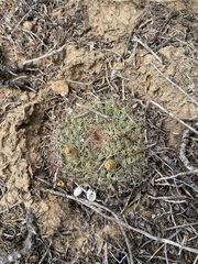 Mammillaria brandegeei