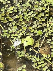 Nymphoides aquatica