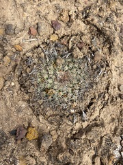 Mammillaria brandegeei