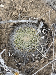Mammillaria brandegeei
