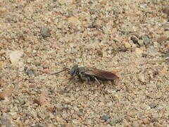 Tachysphex terminatus