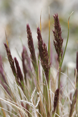 Agrostis magellanica