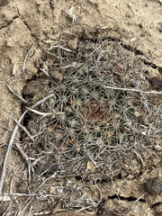 Mammillaria brandegeei