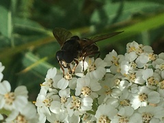 Sericomyia