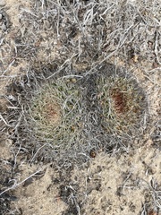 Mammillaria brandegeei