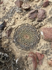 Mammillaria brandegeei
