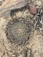 Mammillaria brandegeei