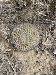 Mammillaria brandegeei