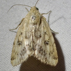 Heliocheilus paradoxus