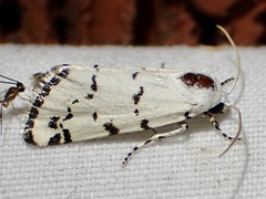 Grotella binda