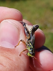 Melanoplus stupefactus