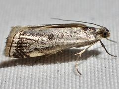 Microcrambus polingi