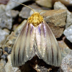 Eulithosia plesioglauca