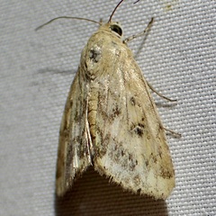 Heliocheilus paradoxus