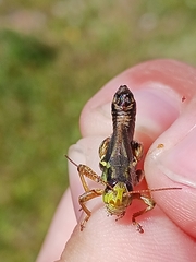 Melanoplus stupefactus