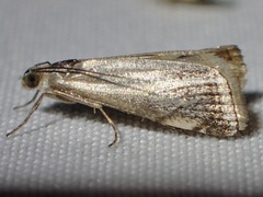 Microcrambus polingi