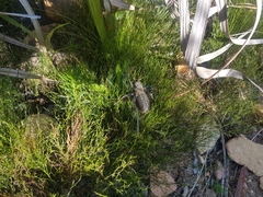 Hetrodes pupus
