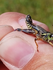 Melanoplus stupefactus