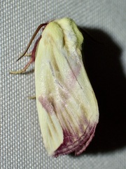 Thurberiphaga diffusa