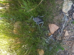 Hetrodes pupus