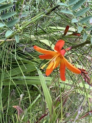 Crocosmia aurea
