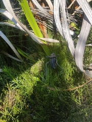Hetrodes pupus