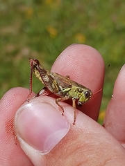 Melanoplus stupefactus