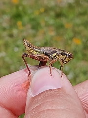 Melanoplus stupefactus