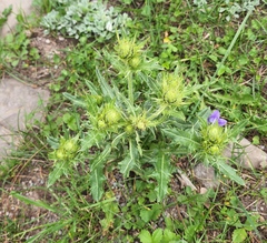 Cirsium parryi