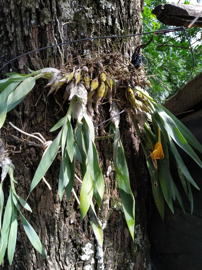 Prosthechea karwinskii
