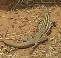 Aspidoscelis neomexicanus