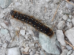 Eriogaster arbusculae