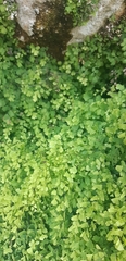 Adiantum capillus-veneris