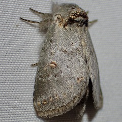 Theroa zethus