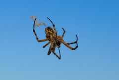 Neoscona adianta