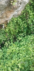 Adiantum capillus-veneris