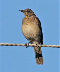 Turdus amaurochalinus