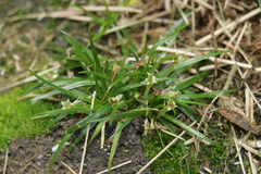 Colobanthus apetalus