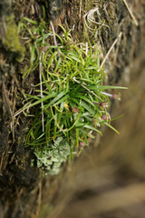 Colobanthus apetalus