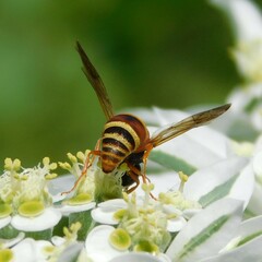 Euodynerus hidalgo